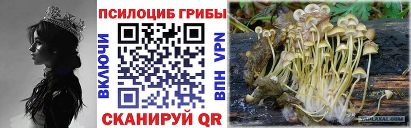 Псилоцибиновые грибы Psilocybe  как найти   Алупка 